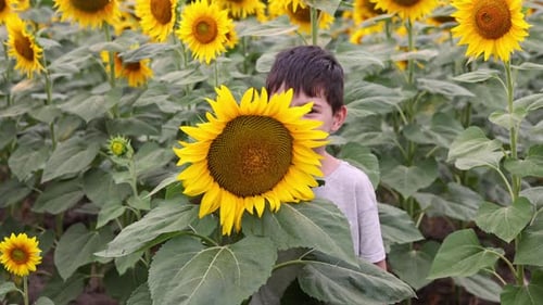 cute boy in sunflowers field.kid with flowers covering eyes,holding a bouquet