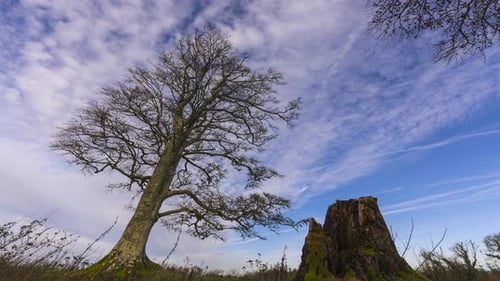 Timelapse of rural nature farmland with single tree and dead tree stump in grass field during early