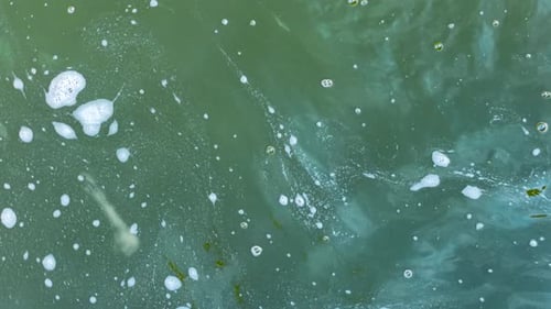 Greenish Water with Floating Bubbles and Slight Ripples Small Foam Patches Drifting on Calm Water