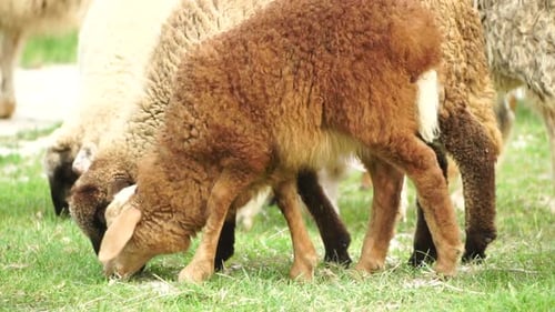 Flock of Sheep Grazing in a Verdant Green Summer Field Few Black Brown and White Sheep are Eating