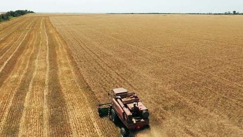 Aerial Drone View Harvester Working in Wheat Field Harvesting Combine Machine Cutting Cultivated