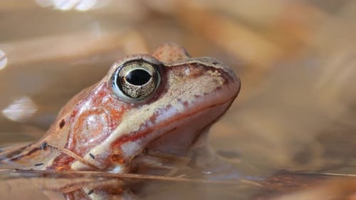Brown frog (Rana temporaria) close-up in a pond.