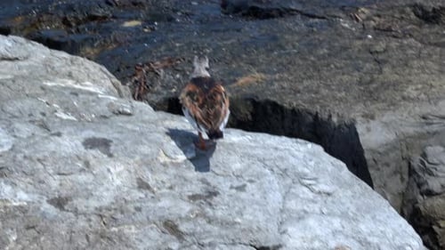 Dos pájaros costeros de Ruddy Turnstone corriendo por las rocas con las olas de fondo.