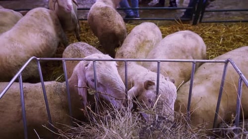 Sort haired Sheep feeding on hay from a a metal basket at national show