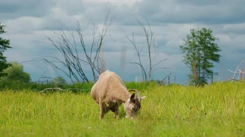 Goat Grazing Alone in a Green Field Under a Cloudy Sky in Rural Countryside
