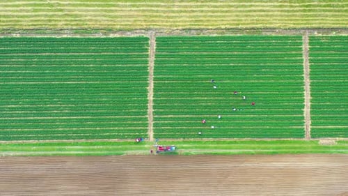 Aerial, Flight Above Rural Countryside Landscape With Growing Corn Field Morning Sunrise. Aerial Vie