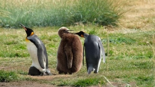King Penguins with Fluffy Chick in Natural Habitat