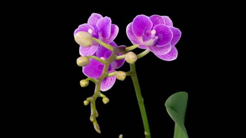 Blooming Purple Orchid Phalaenopsis Flower