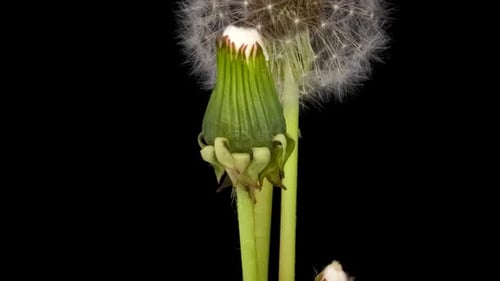 Pusteblume öffnet sich im Zeitraffer vor schwarzem Hintergrund und blüht, weißer Löwenzahn, flauschig