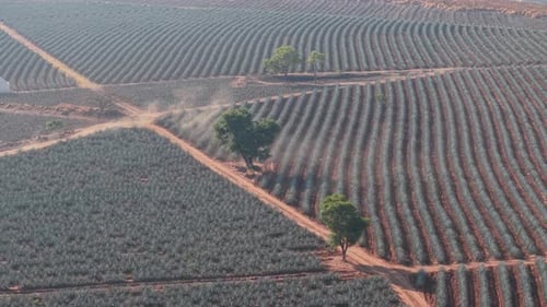 Stadt Agave Fields
