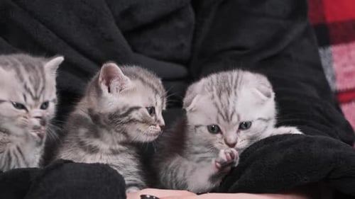 Lot of Cute Kittens Funny Sit Together and Plays in Female Hands CloseUp