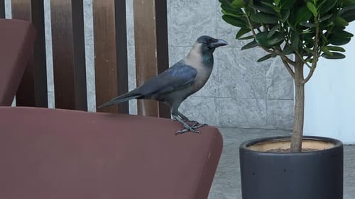 Crow Perched on a Patio Chair