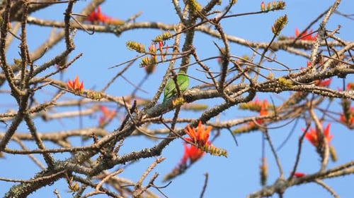 Green Songbird Perched Amidst Blossoming Tree Branches Against Clear