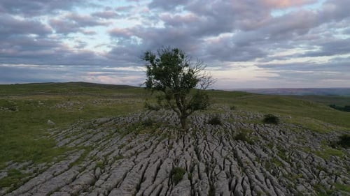 Circling aerial flight anti-clockwise round a single ash tree growing in limestone pavement. part 1