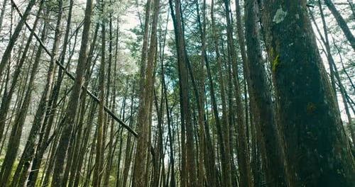 Upward stabilized shot in a forest of thin trees and green vegetation. Cinematic shot.