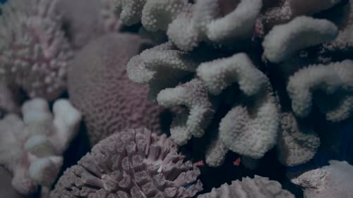 Coral close up under water