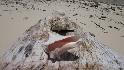 Une conque rose sur une plage exotique des Caraïbes, inclinée vers le haut, dévoile le paradis tropical de Los Roques