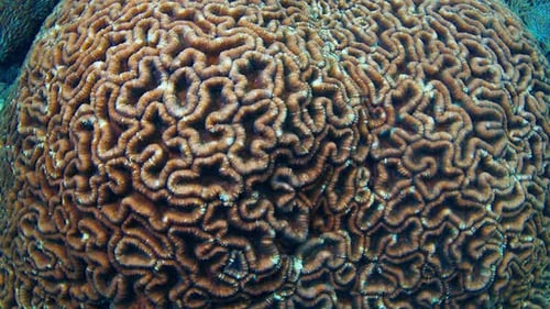 Healthy Coral Reef with Corals Reef Near the Island of Nusa Penida in Bali Indonesia