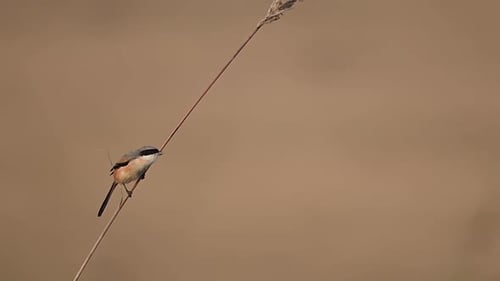 Alert Small Bird Perches on Reed Branch
