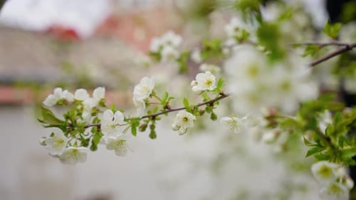 Spring Blossom. Flower Of Sour Cherry Tree.