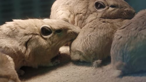 Gundi commun, Ctenodactylus gundi