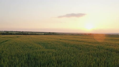 Evening Wheat Field 17