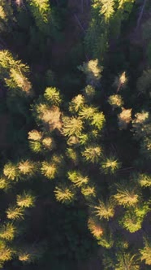 Aerial view of a vast pine forest with treetops illuminated by the warm light of the setting sun