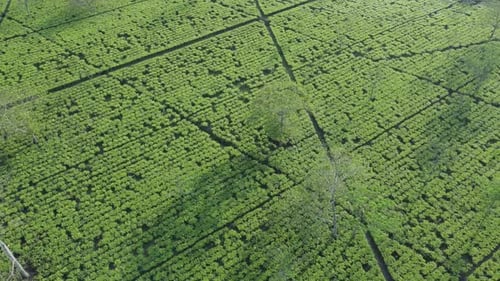 Aerial View Shot of Tea Garden in North Bengal.