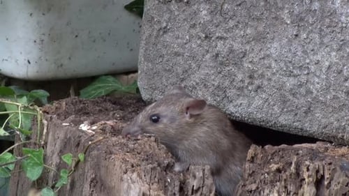 A Norway Rat, Rattus norvegicus, also known as a Brown Rat or Common Rat. British Isles.