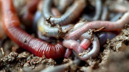 Earthworms coil and crawl in damp, organic-rich earth