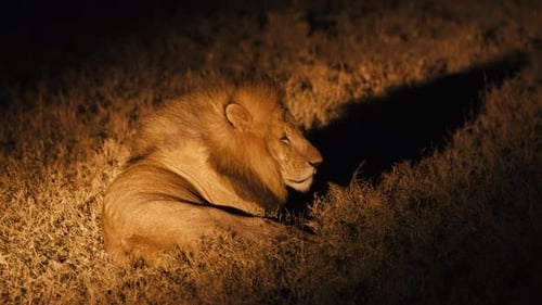 A male African lions lays in a Kenyan savannah field - illuminated by car lights at night. His mane
