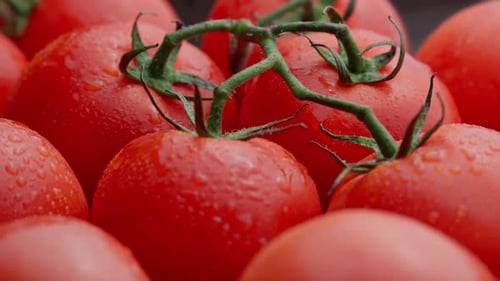 Ripe Red Tomatoes Glistening with Morning Dew Rotating Healthy Vegan Nutrition