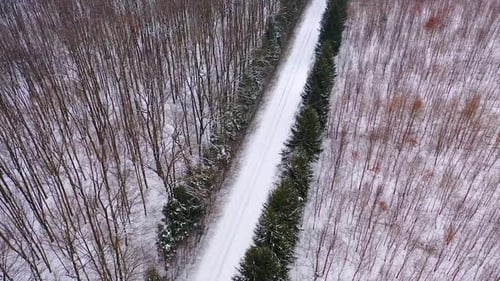 Nature in winter. Road with coniferous trees from both sides in the forest.