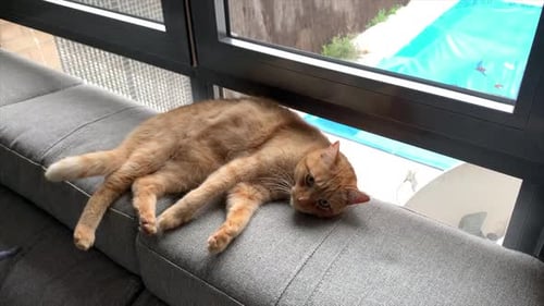 Orange Tabby Cat Relaxing on Grey Sofa