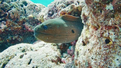 Close Up View of the Moray Eel or Muraenidae Hides in the Rocks in the Maldives