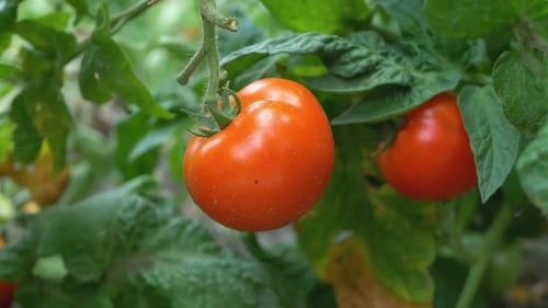 Ripe Red Tomato Growing on Plant in Garden