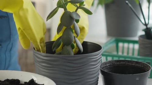 A Specialized Plant Store Offers an Individual Transplant Service Taking Into Account the Needs of