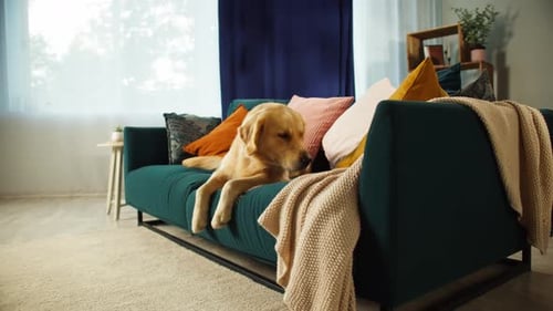 Golden Retriever Dog Relaxing on a Teal Sofa