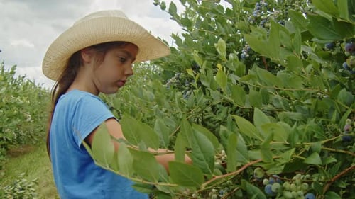 Girl Picking Fresh Blueberries Family Farm Organic Healthy Food Scene