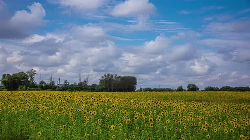 Static shot of blooming sunflower field with white cloud movement in timelapse.
