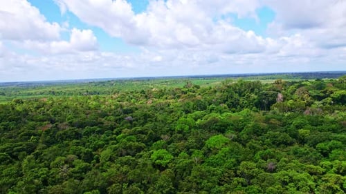 Amazon Jungle is a moist broadleaf tropical rainforest with majority of forest in Brazil