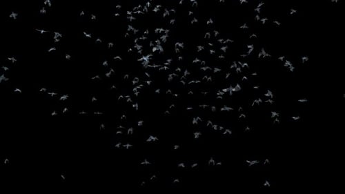 Dynamic Flock of Flying Birds Alpha Channel Overlay