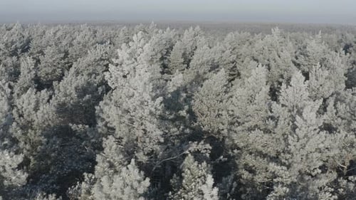 Beautiful Snowy White Forest In