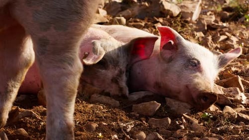 pigs graze in the field eating and playing