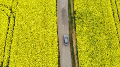 Aerial of Car Driving on Road between Yellow Rape Fields in Spring