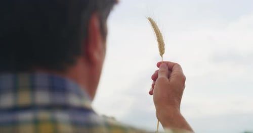 Close up of a mature male farmer is controlling a quality of a wheat crop ear collected on a grain
