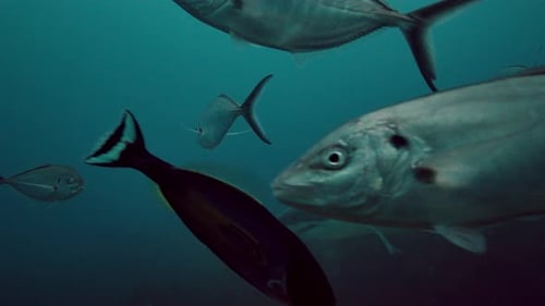 Great White Shark Carcharodon carcharias Neptune Islands South Australia 4k slow motion 50fps