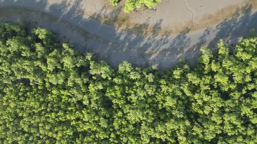 A mangrove forest with trees and a river