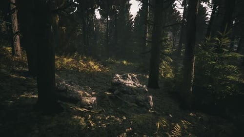 Sunlight Filtering Through Trees in a Dense Forest in Denmark