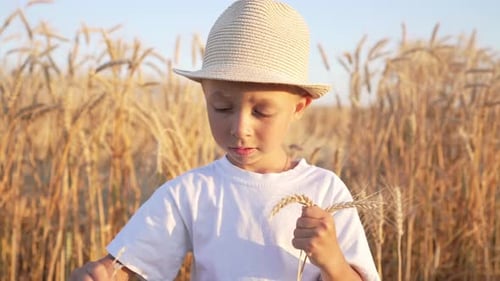 Baby Boy Stands in Straw Hat in Field Against Background of Harvest of Golden Wheat Spikelets and